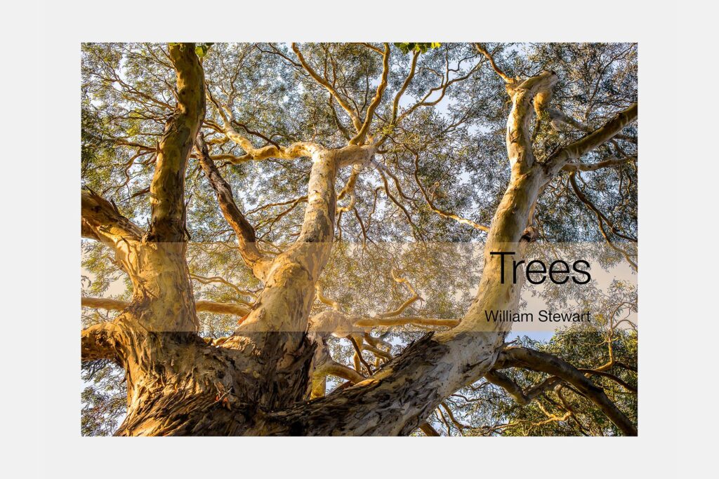 Trees: A Photographic Collection