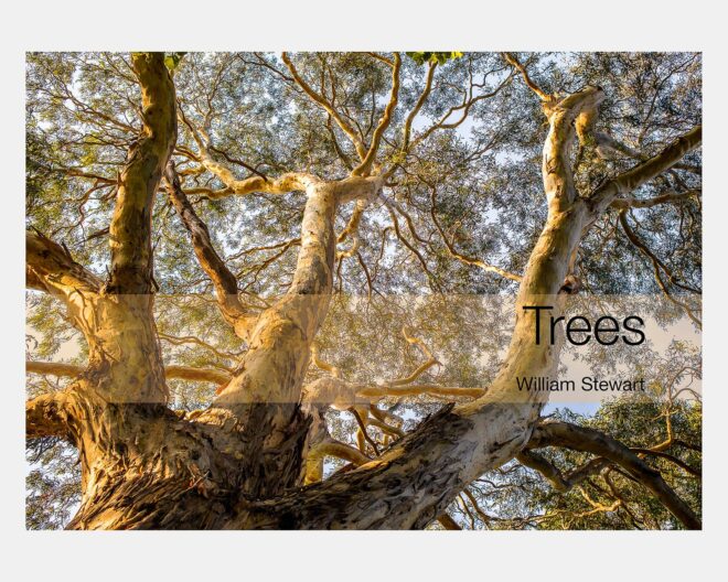 Trees: A Photographic Collection